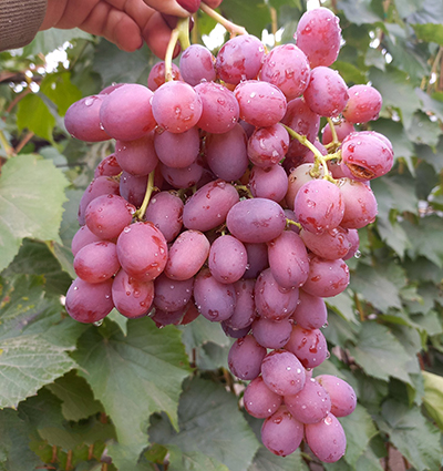 Виноград плодовый Щелкунчик (среднеспелый сорт)
