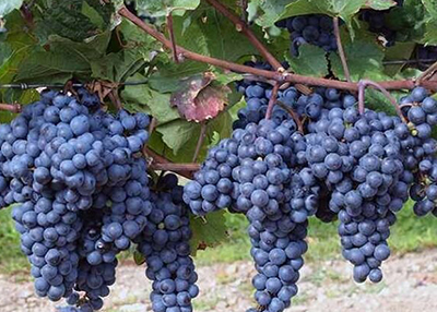 Виноград плодовый Изабелла крупноплодная (ранне-средний сорт)