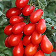 Томат Сладкий виноград F1 (5 шт.)