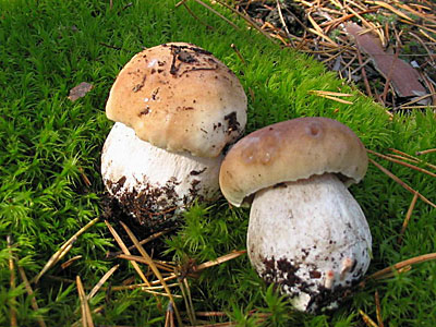 Белый гриб сосновый на компосте (60 мл.)