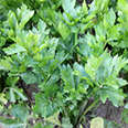 Сельдерей листовой Парус (0,5 гр.)