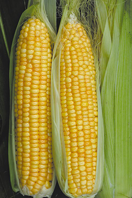 Кукуруза суперсахарная Сливочный нектар F1 (15 шт.)