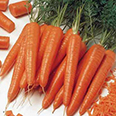 Морковь Флайвей F1 (100 шт.)