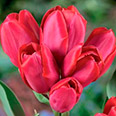 Тюльпан многоцветковый Мерри Гоу Раунд (в упаковке 10 луковиц)