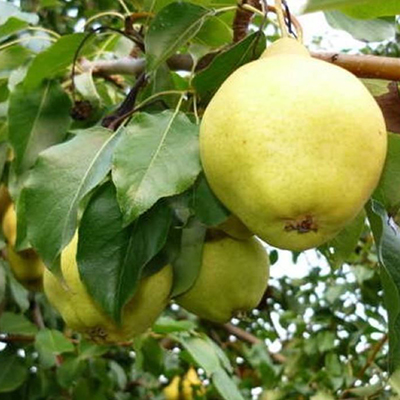 Груша Нежность (осенний сорт) Груша Нежность (осенний сорт)
