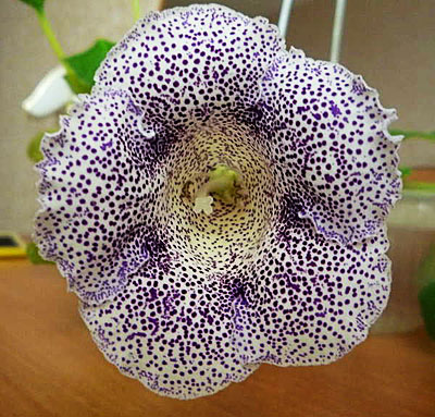 Цветок Глоксиния Импресс Синие чернила (5 шт.)