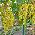 Виноград Алешенькин (ранний сорт)