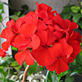 Цветок Пеларгония Люстра Скарлет зональная (5 шт.)