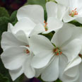 Цветок Пеларгония Люстра Вайт зональная (5 шт.)
