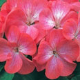 Цветок Пеларгония Люстра Биколор зональная (5 шт.)