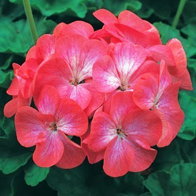 Цветок Пеларгония Люстра Биколор зональная (5 шт.)