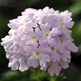 Цветок Вербена Кварц Сильвер (10 шт.)