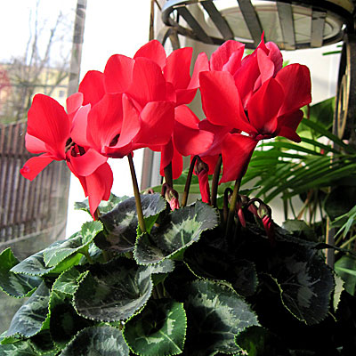 Цветок Цикламен персидский Габи (3 шт.)