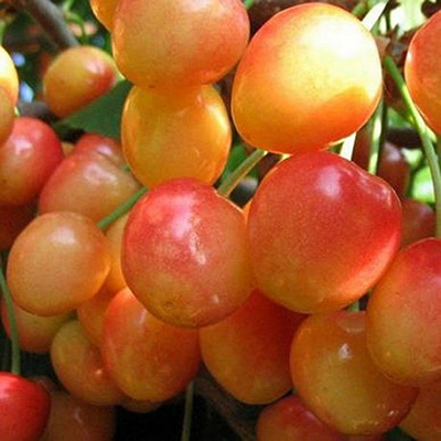 Черешня Заря Жукова (среднеспелый сорт)