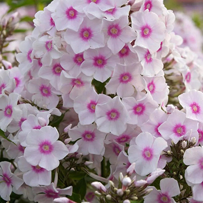 Флокс метельчатый Мисс Холланд (в упаковке 1 шт.)