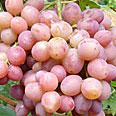 Виноград Ливия (сверхранний сорт)