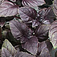 Базилик Ароматный Пурпурный (0,2 гр.)