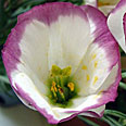 Цветок Эустома Сапфир Розовая дымка (5 шт.)
