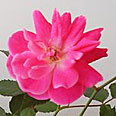 Цветок Роза полиантовая Ангельская роза (5 шт.)