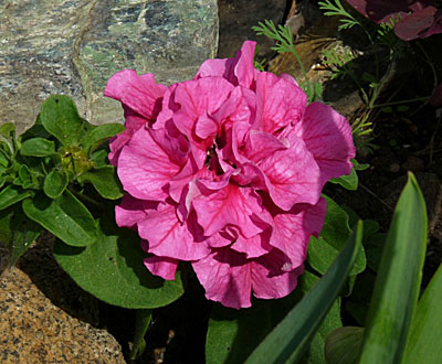 Цветок Петуния Дабл каскад пинк (махровая, гибридная) 10 шт.