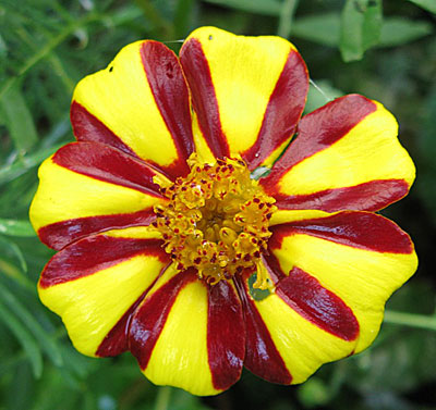 Цветок Бархатцы Джолли Джестер (отклонённые) 0,2 гр.