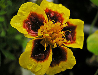 Цветок Бархатцы Шаловливая Мариэтта (отклонённые) 0,4 гр.