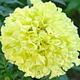 Цветок Бархатцы Мери Хелен (прямостоячие, махровые) 0,4 гр.