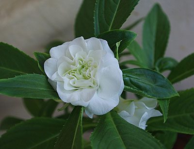 Цветок Бальзамин Том Самб белый 0,1 гр.