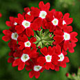 Цветок Вербена Красная с глазком (гибридный сорт) 0,1 гр.