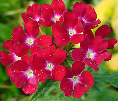 Цветок Вербена Маджента (гибридный сорт) 0,1 гр.