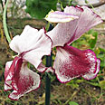 Цветок Душистый горошек Риппл Кримсон (бело-алый) 0,5 гр.
