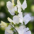 Цветок Душистый горошек Спенсер (кремово-белый) 1 гр.