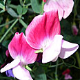 Цветок Душистый горошек Купидон (бело-розовый) 1 гр.