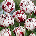 Тюльпан махровый Карнавал де Нис (в упаковке 10 луковиц)