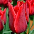 Тюльпан лилиецветный Дженни Батчарт (в упаковке 10 луковиц)