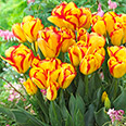 Тюльпан многоцветковый Аутбрейк (в упаковке 10 луковиц)