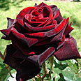 Роза Черная Магия (чайно-гибридная)