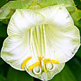 Цветок Кобея Винно-белая лазающая (5 шт.)