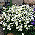 Цветок Камнеломка Арендса Белый ковер (0,01 гр.)