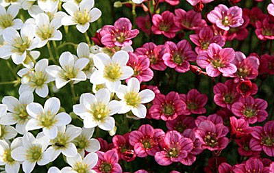 Цветок Камнеломка Арендса Флорал Карпет (смесь окрасок) 0,01 гр