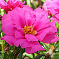 Цветок Портулак Солнечная страна Розовый (0,1 гр.)