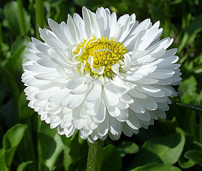 Цветок Маргаритка Белый Шар (0,05 гр.)