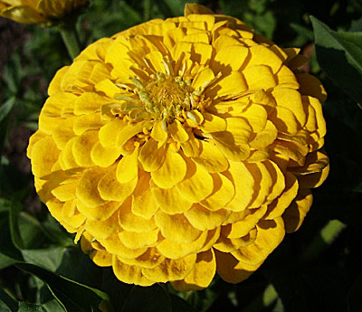 Цветок Цинния Птичка Канарейка (георгиноцветковая) 0,4 гр.