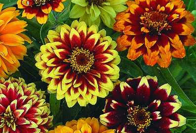 Цветок Цинния Хаага Огненная Радуга (смесь цветов) 0,3 гр.