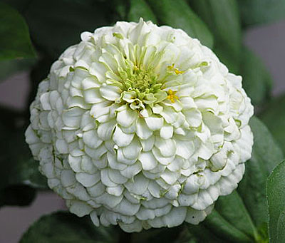 Цветок Цинния лиллипут Белая (0,4 гр.)