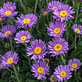 Цветок Астра альпийская Фиолетовая (0,04 гр.)