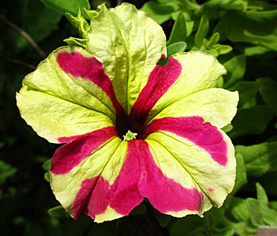 Цветок Петуния Софистика Лайм Биколор (гибридная) 5 шт.