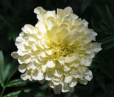 Цветок Бархатцы Эскимо (прямостоячие) 0,1 гр.
