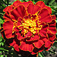 Цветок Бархатцы Кармен (махровые, отклоненные) 0,4 гр.
