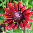 Цветок Рудбекия Черри Бренди (хирта) 0,01 гр.